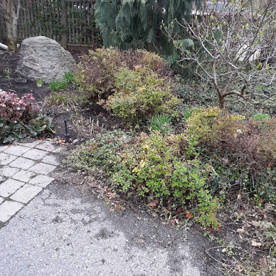 Toronto Pollinator Friendly Moore Park Garden Makeover Before by Paul Jung Gardening Services