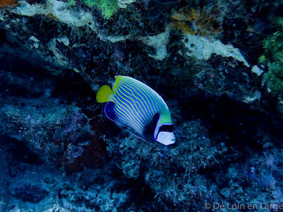 Plongée - Gili Meno - Dive