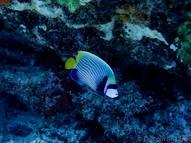 Coral Seafan - Gili Meno - Bali Lombok