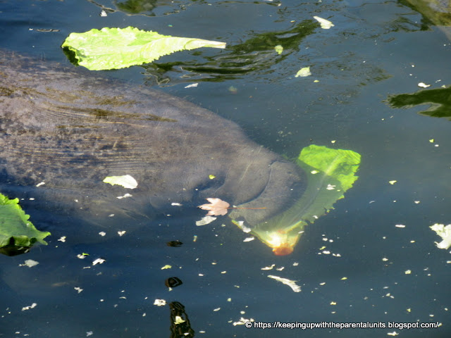Keeping Up With The Parental Units: What Does Manatee Breath Smell Like?