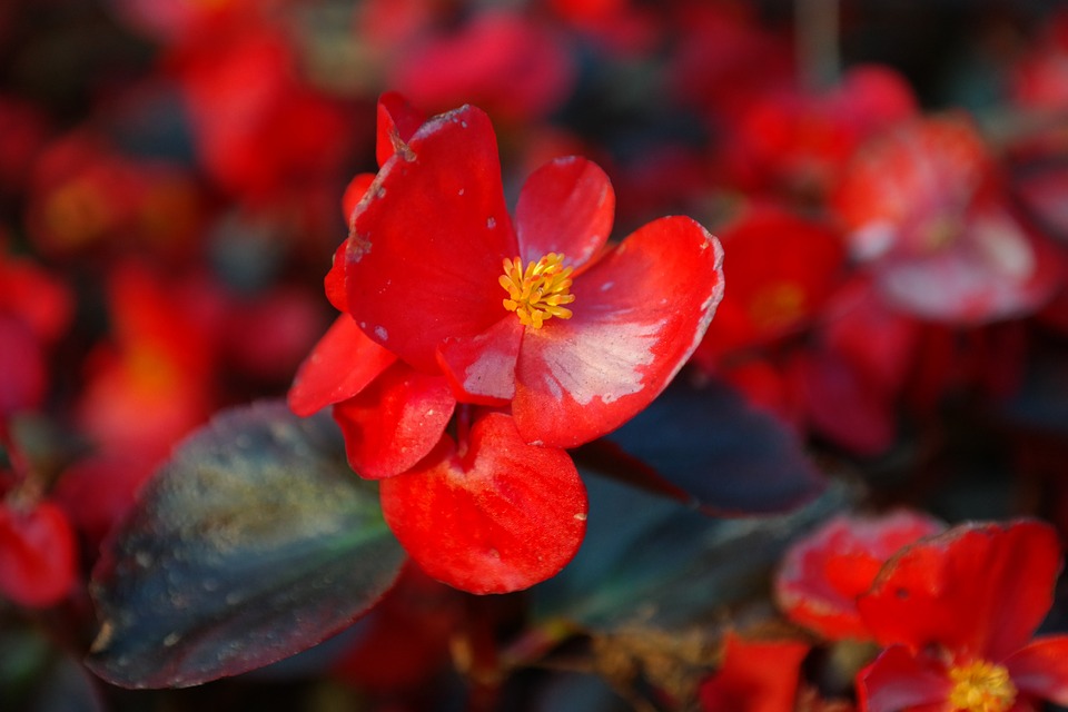 Entre plantas y macetas: Cuidados de la Begonia o Flor de azúcar (Begonia  semperflorens)