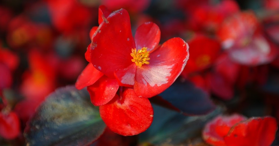 Entre plantas y macetas: Cuidados de la Begonia o Flor de azúcar (Begonia  semperflorens)