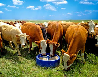 પશુ આહારમાં મિનરલ મિક્ષ્ચરનું (Mineral Mixture) મહત્વ Khedut Help