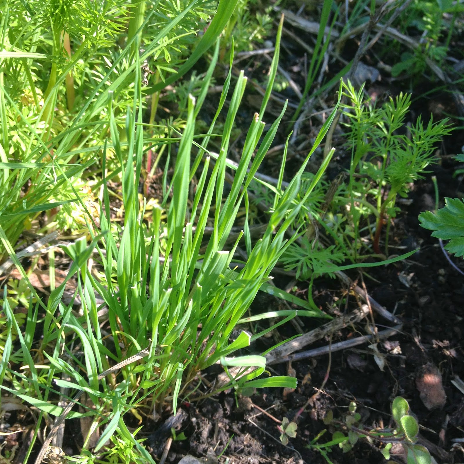 The Linear Legume Leek/garlic grass?