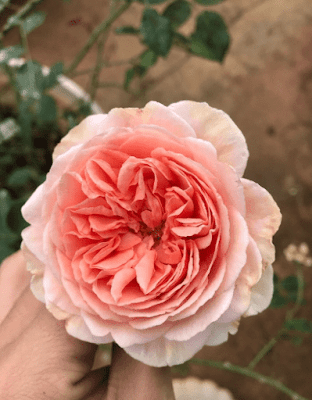 Hoa hồng 11