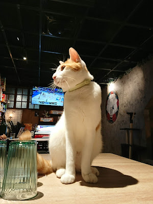 【永和桌遊店】有店貓及飲料自助吧的桌遊店——貓咪貓咪CATCAT G8 桌遊披薩主題餐廳 永和頂溪店　店貓