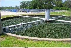 Bể lọc sinh học nhỏ giọt
