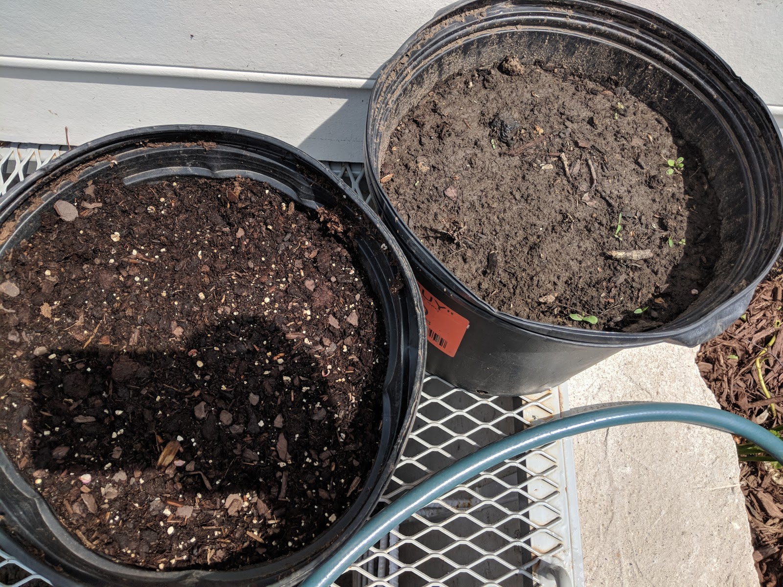 10 Bare Root Strawberry Plants A Soil Experiment