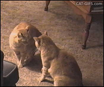 Funny Cat GIF • Two cats box each other on their hind legs or playing patty cake Funny Cat GIF • Two cats box each other on their hind legs or playing patty cake