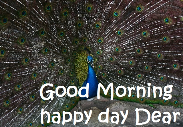 Good Morning Peacock image
