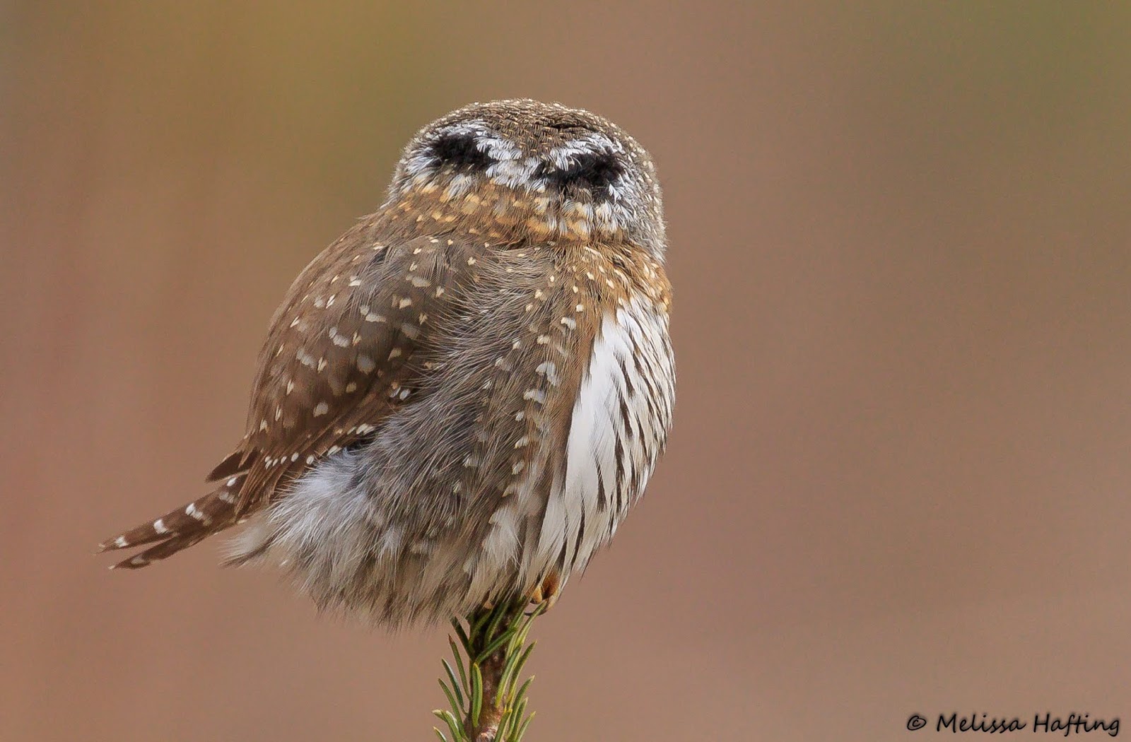 The many faces of a Northern PygmyOwl