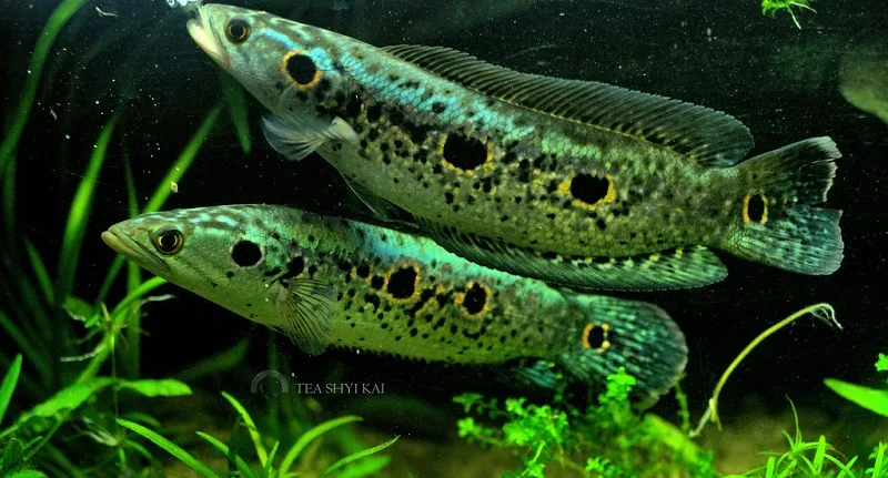 Channa pleurophthalma - 50 Jenis Ikan Channa Beserta Harga Terbarunya