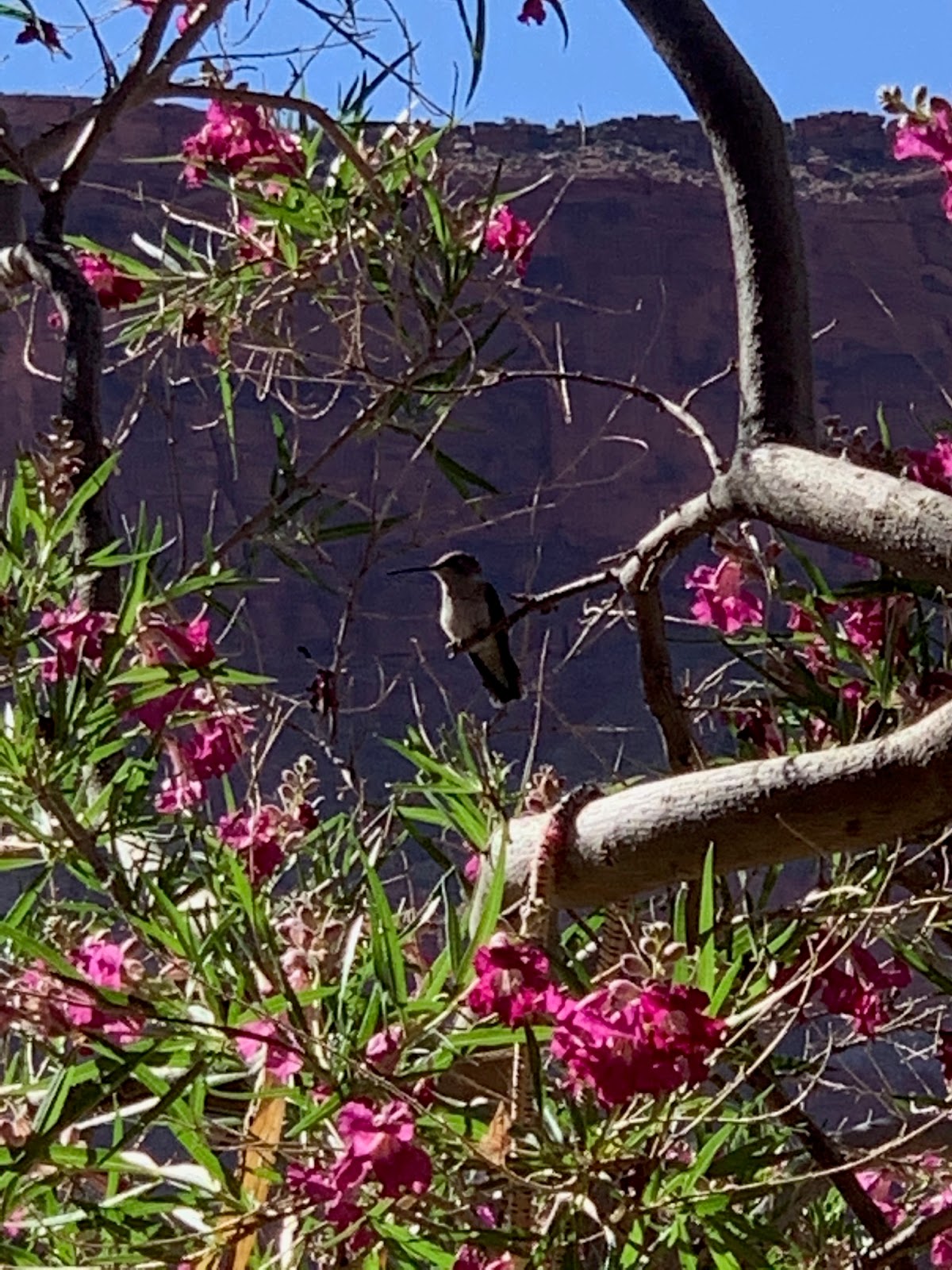 Base Camp Moab, UT Visitors to the Desert Willow