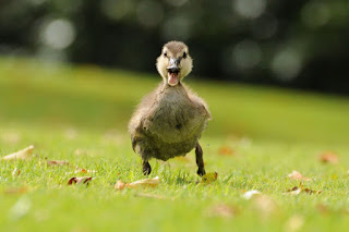 Ducks dream Interpretation Ducks dream meaning