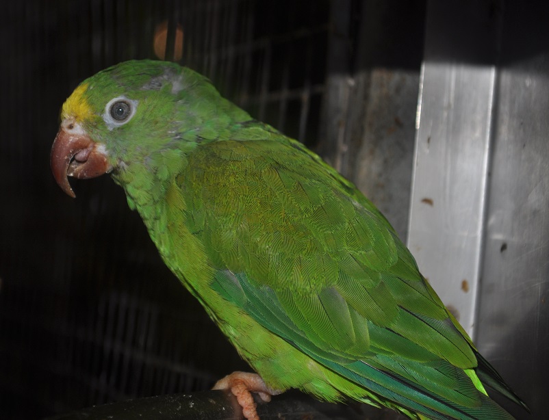 ZOOTOGRAFIANDO (6.100 ANIMALS) PERICO TUI / TUI PARAKEET (Brotogeris