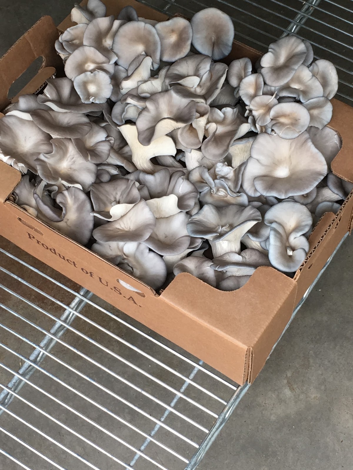 WSDA AgBriefs Washington Grown films local mushroom farm process