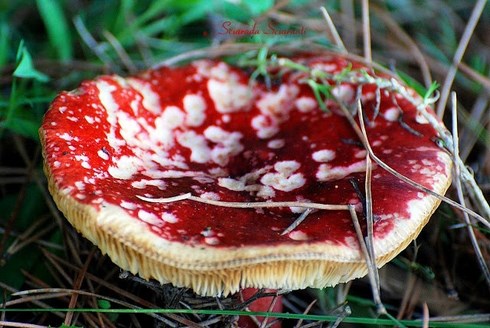 Fungo Russula emetica