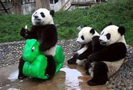 Panda Lucu dari Tiongkok « Animals Box