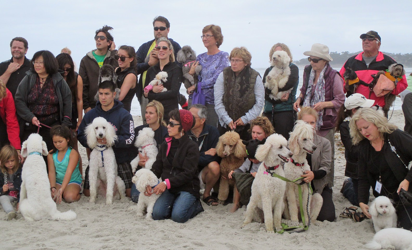 Carmel Poodle Day
