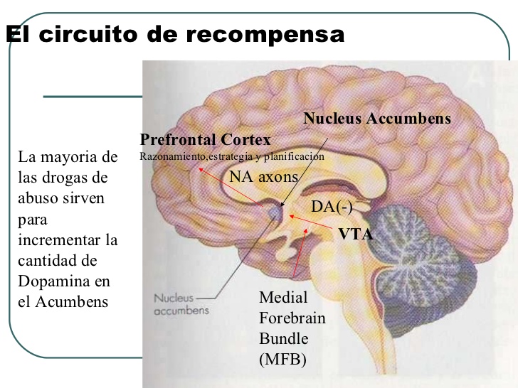 Funciones Cognitivas Superiores by Diana Fuentes on Prezi Next