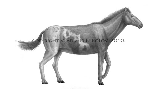 equidae prehistorica Sinohippus