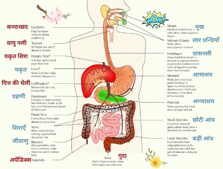 Healthcare & Health solution: Shocking Facts About Digestive System Diagram