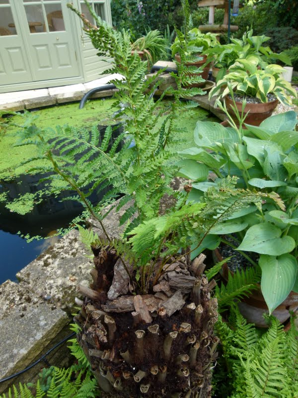 Our Plot at Green Lane Allotments Dead tree fern?