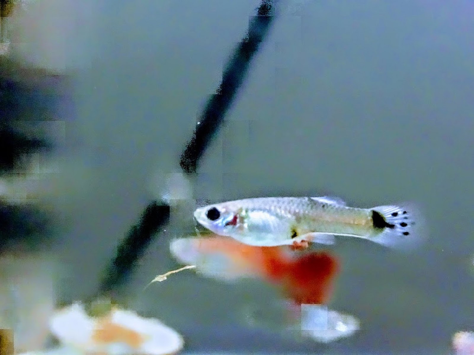 What do you feed baby guppies?