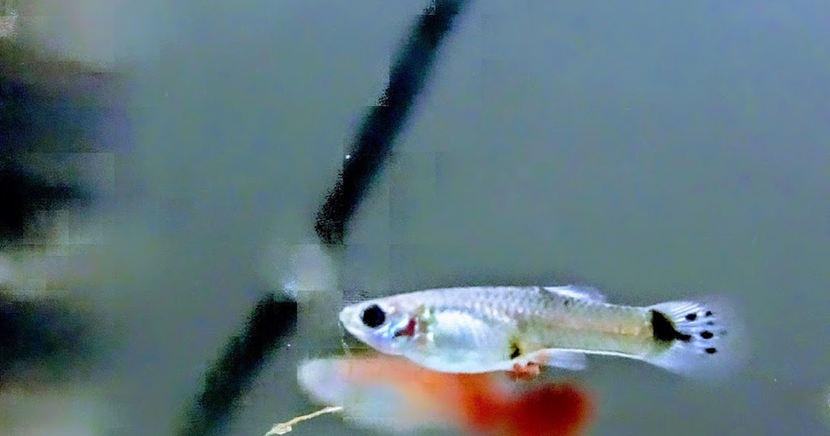 What do you feed baby guppies?