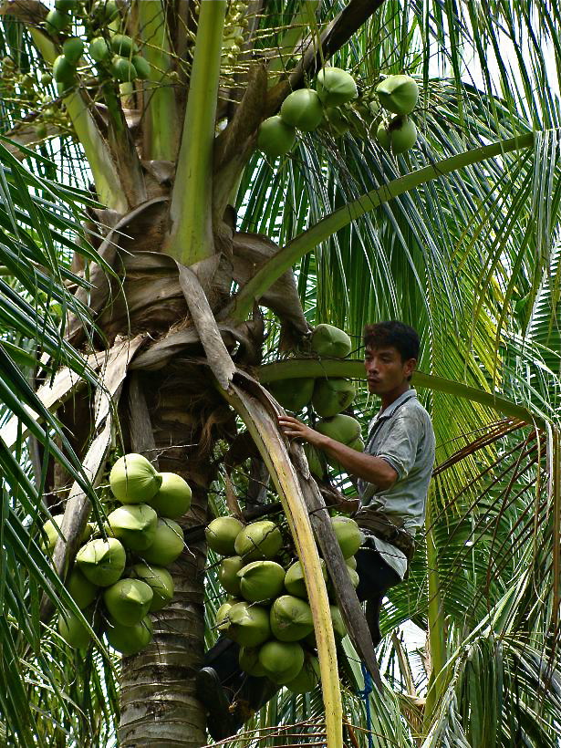 1784 Harvesting Coconuts