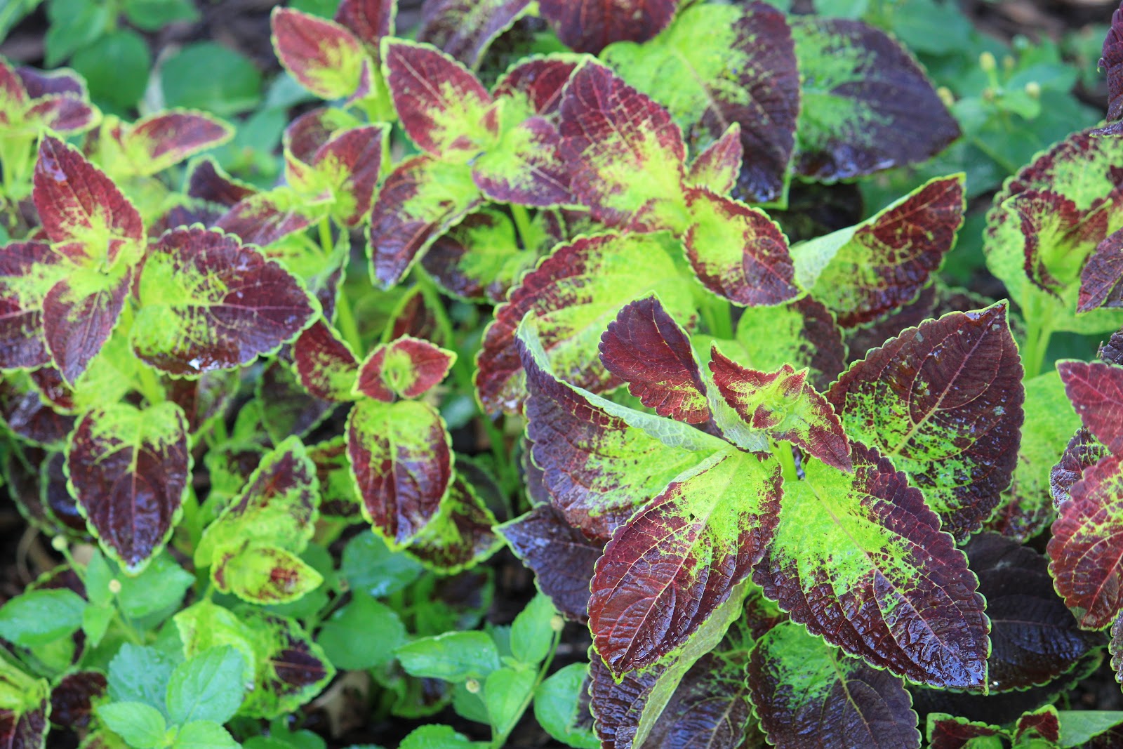 Garden Containers in Madison, Cool Coleus With a Hot Name Wasabi