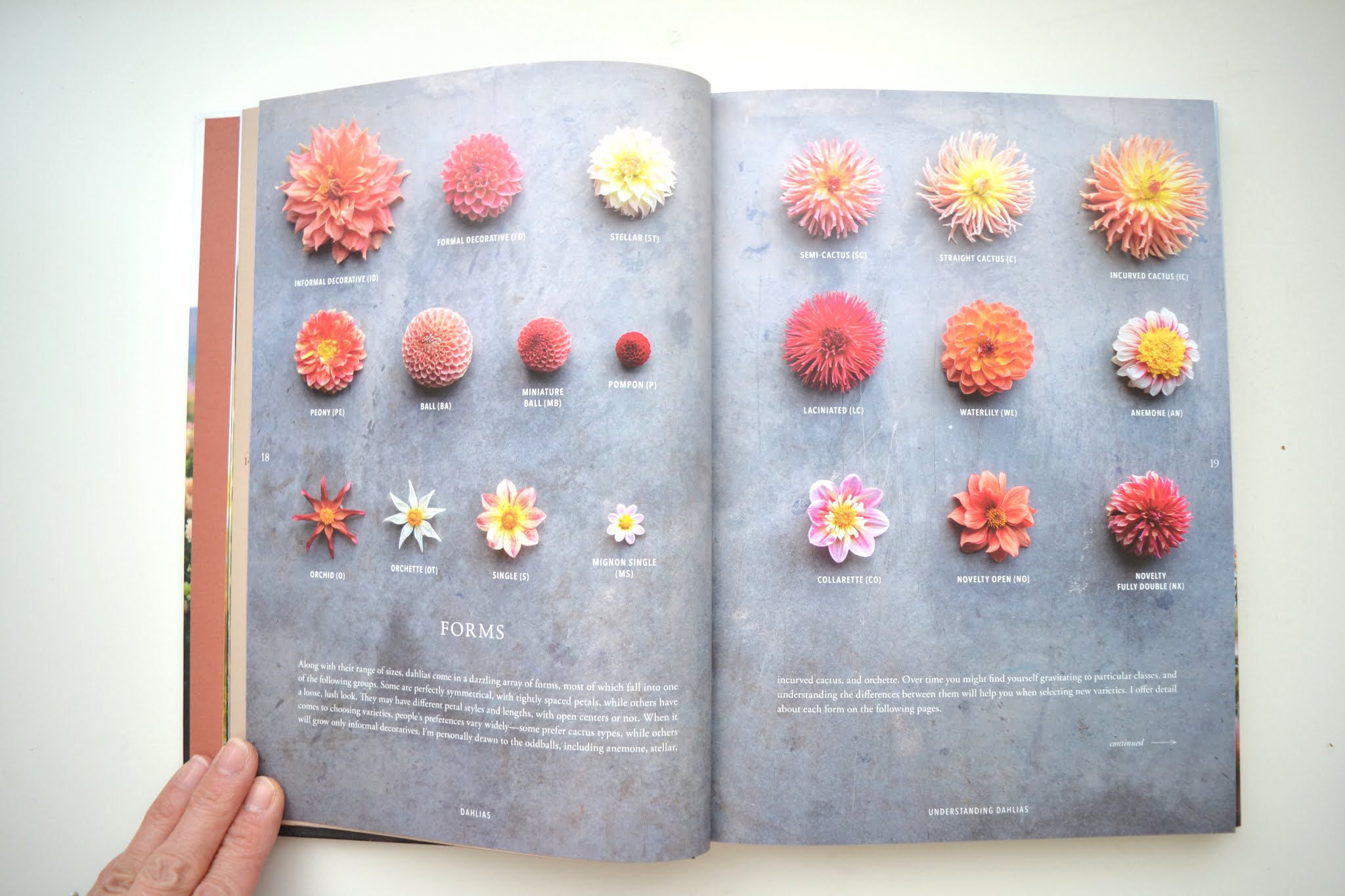 Tea Rose Home Floret Farm's Discovering Dahlias Book Review