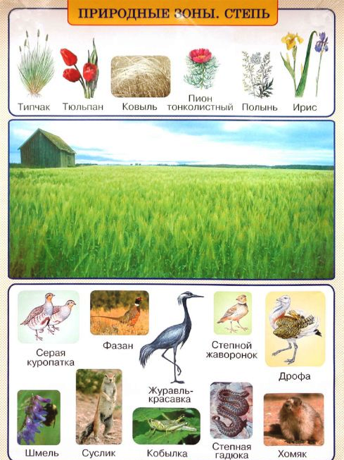 Живые организмы в степи. Растительное сообщество степь. Степь природная зона. Растения и животные степи. Степь животный и растительный мир плакат.