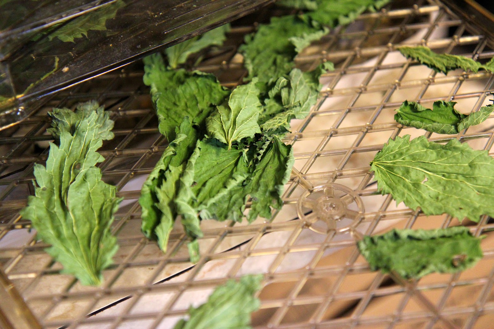 How to Harvest, Dry, and Brew Nettles for Tea