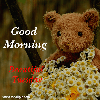 good morning tuesday images good morning tuesday images