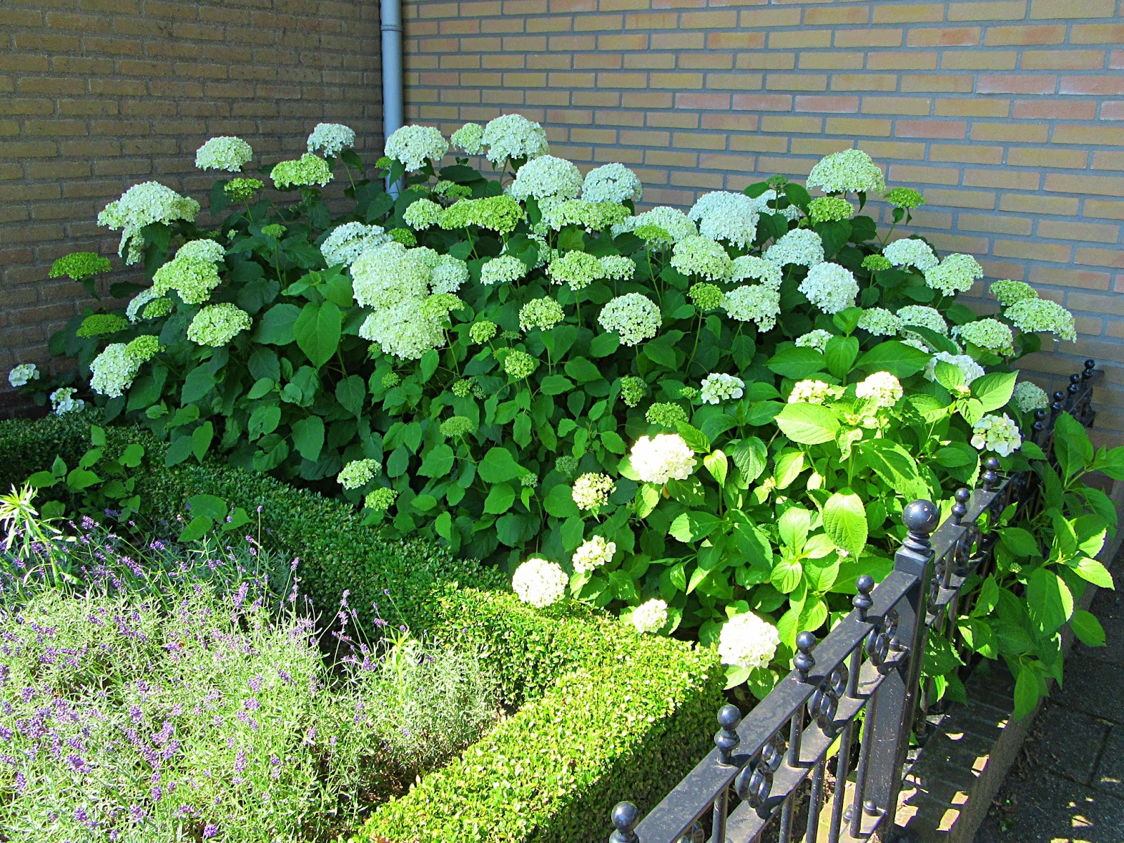 Imagenes Fotos De Stock Y Vectores Sobre Gueldar Rose Shutterstock