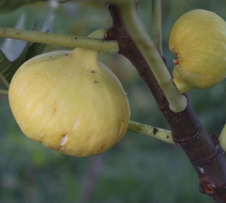 Bibit buah tin Deana besar buah hingga 1 2 Ons Jawa Timur