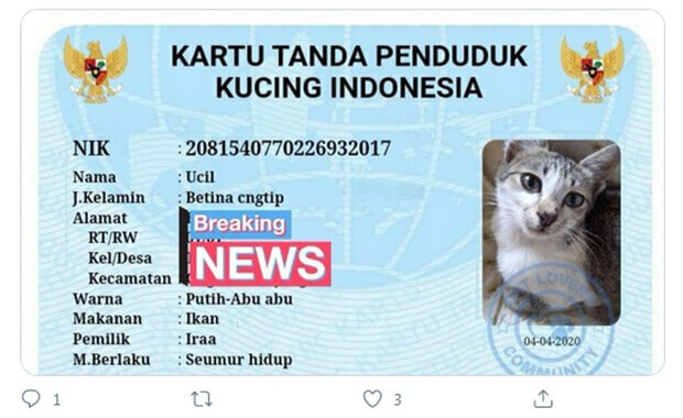 Ktp Kucing Indonesia