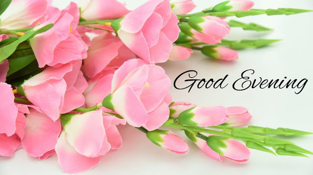 good evening flowers good evening flowers