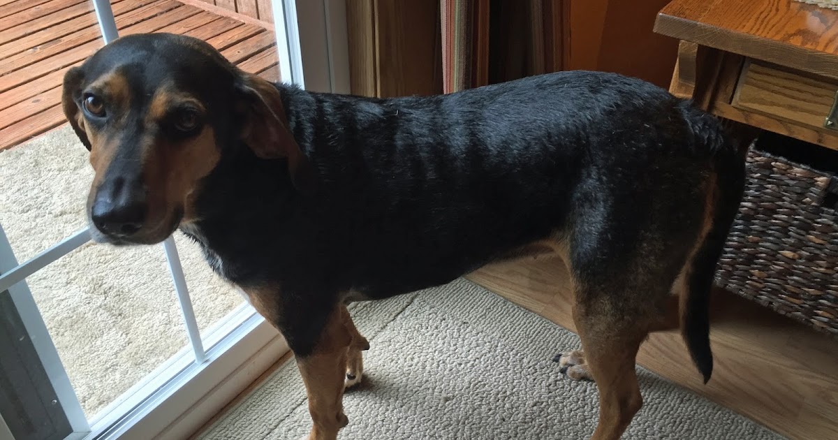 Cinnamon the Traveling Coonhound On Baths How to Bathe a Dog and Why