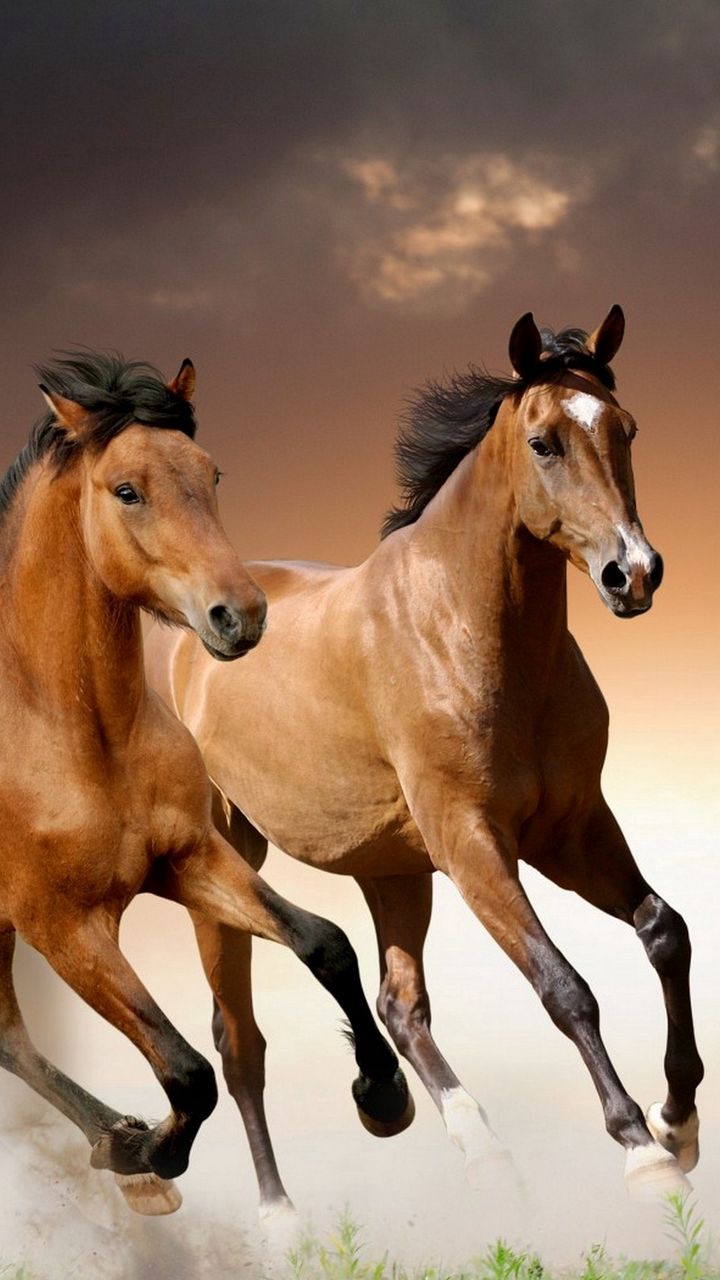 Top 34+ Hình Nền Con Ngựa, Hình Ảnh Con Ngựa Đẹp Nhất