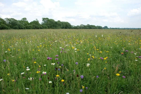 Traditional haymeadow. Photo copyright Jon Valters (All Rights Reserved)