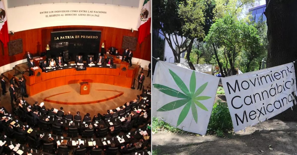 Mexico's Senate Has Voted To Legalise Marijuana In An Effort To Crackdown On The Drug Cartels Mexico's Senate Has Voted To Legalise Marijuana In An Effort To Crackdown On The Drug Cartels