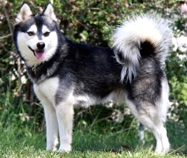 Alaskan Klee Kai Dog Breed Health and Care