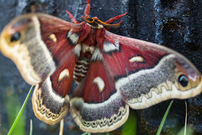 Cecropia moth (public domain photo)