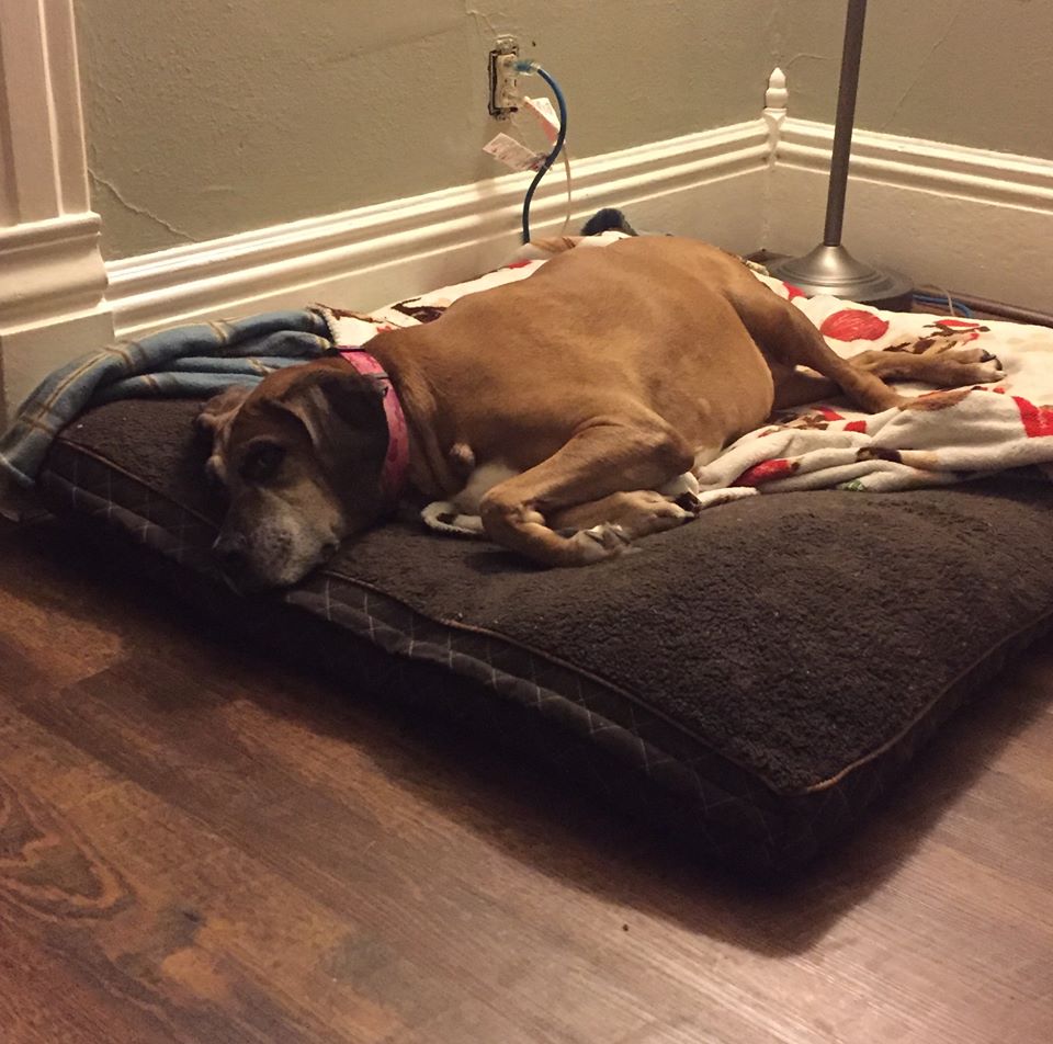 Moments of Introspection Camera Critters Shelby The Relaxed