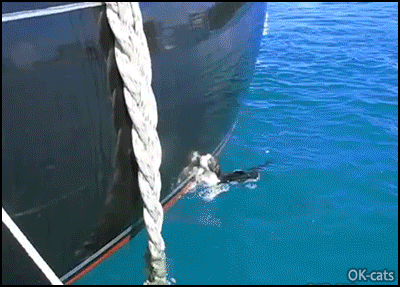 Amazing Kitten GIF • 3 months old kitty swimming in the sea and climbing back on sailing yacht using the climbing ropes!