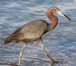 RACHEL CARSON RESERVE