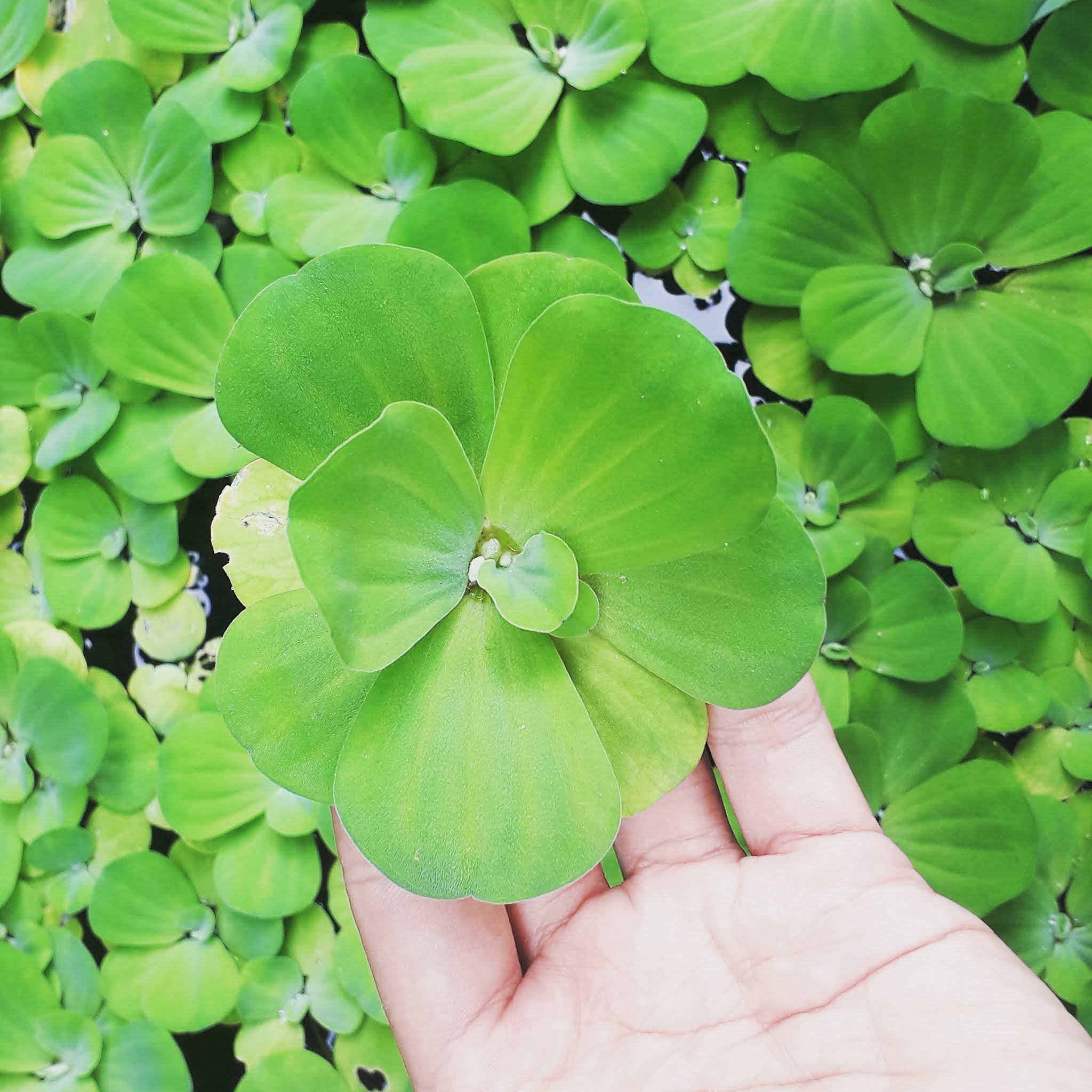 The benefits of Water lettuce for Freshwater Fish Black OFish