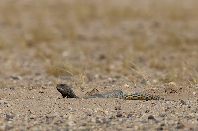Lizards In Kuwait Kuwait Birding: North of Mutla Ridge
